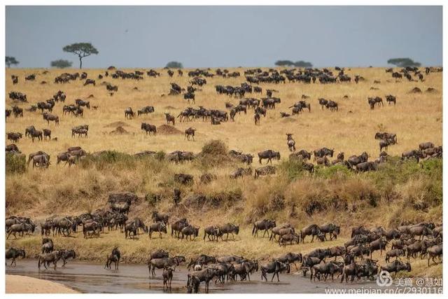 东非动物大迁徙，东非动物大迁徙的路线图（“生命的长征”东非野生动物大迁徙）