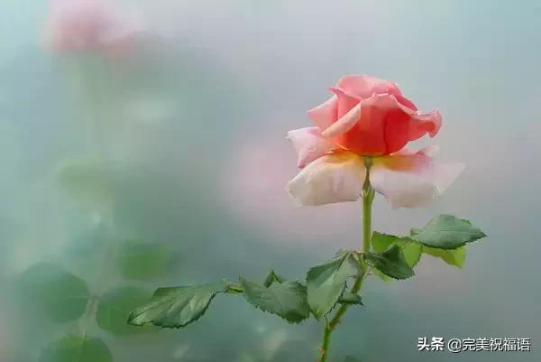 情人节送男友今日情人节，2.14玫瑰送给亲爱的朋友，祝你们情人节快乐