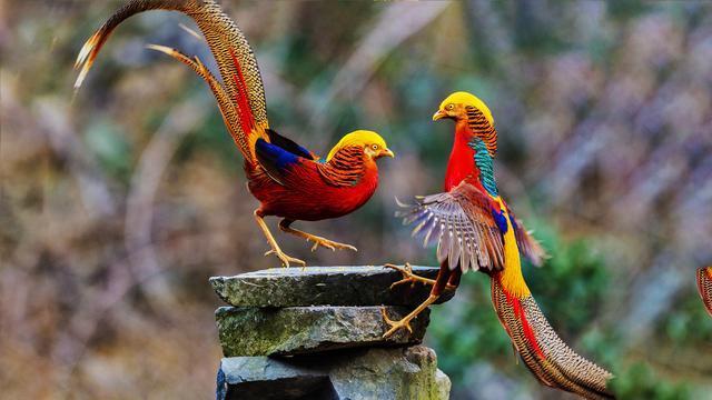 各国国鸟有哪些，世界各国国鸟大全