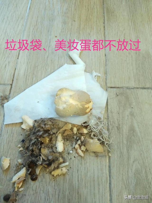 美短猫真的好养吗，养到的人都很幸运