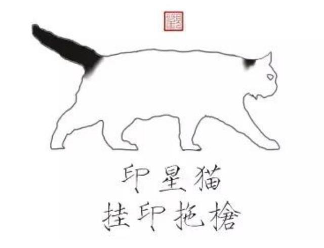 奶牛猫是什么品种，黑白猫跟奶牛猫怎么区分（都说别养奶牛猫）