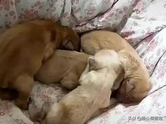 狗狗生产前的征兆，狗狗生孩子前的征兆有哪些（狗狗分娩前有哪些征兆）