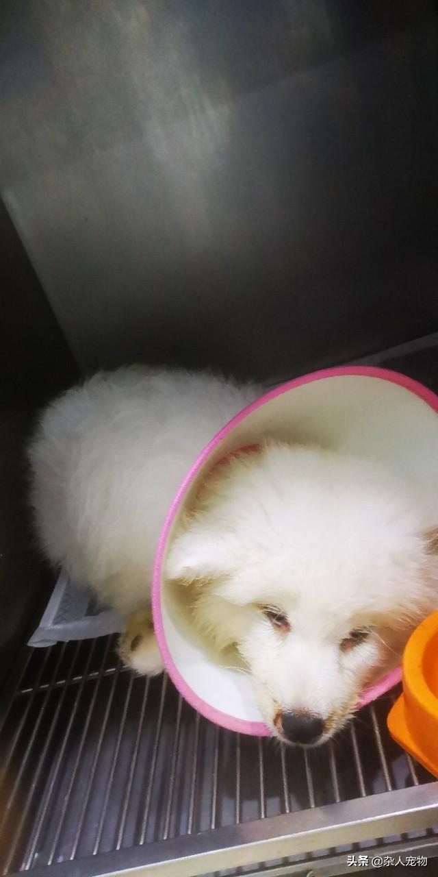 狗狗得犬瘟有哪些症状，狗瘟的症状