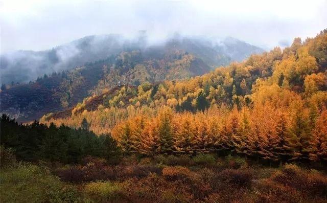 人间仙境满山红叶，原来是峨眉山的树叶红了……