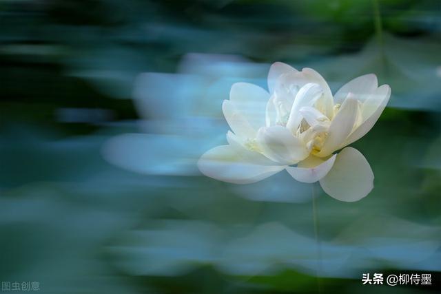 荷花拍照10个技巧，帮你把荷花拍得不一般