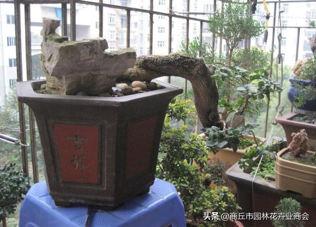 黄杨盆景的养殖方法，黄杨盆景枯死