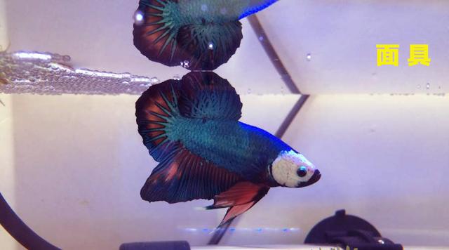 为什么泰国的斗鱼那么好看，盘点惊艳全球的十大泰国斗鱼