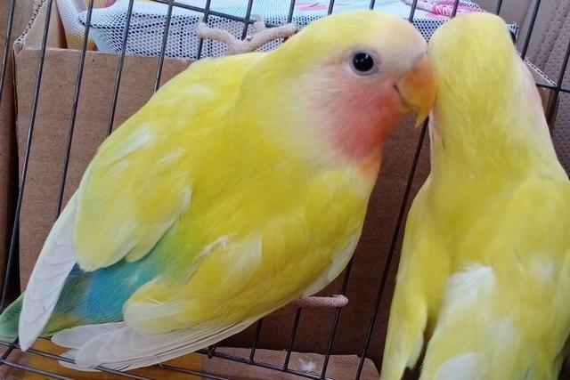 牡丹鹦鹉品种介绍大全，面类牡丹鹦鹉的所有品种