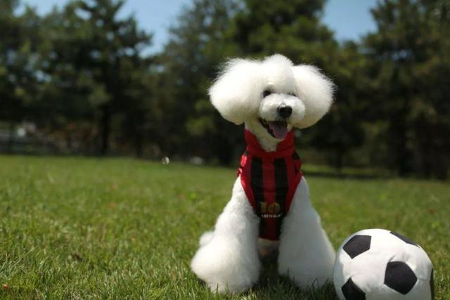 泰迪小时候图片，怎么在小时候区分比熊与泰迪（养猪高手当主人的后果）