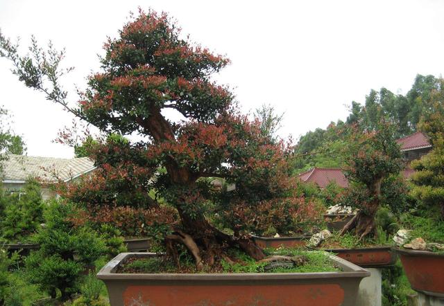 赤楠盆景怎么养，小赤楠盆景怎么养（制作中有哪些细节要注意）