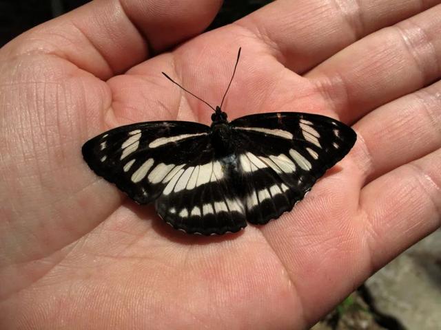 最常见的蝴蝶有哪几种，夏日赏蝶正当时