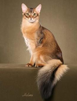 世界名猫品种，世界名猫品种大全