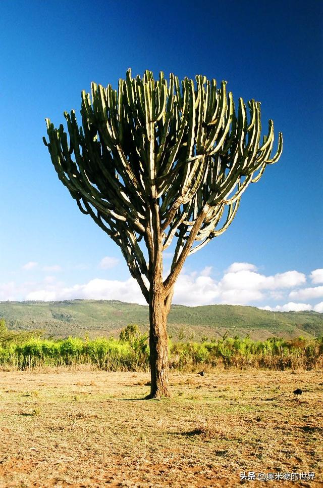 世界上十大奇异的植物，地球上最珍稀的20种植物