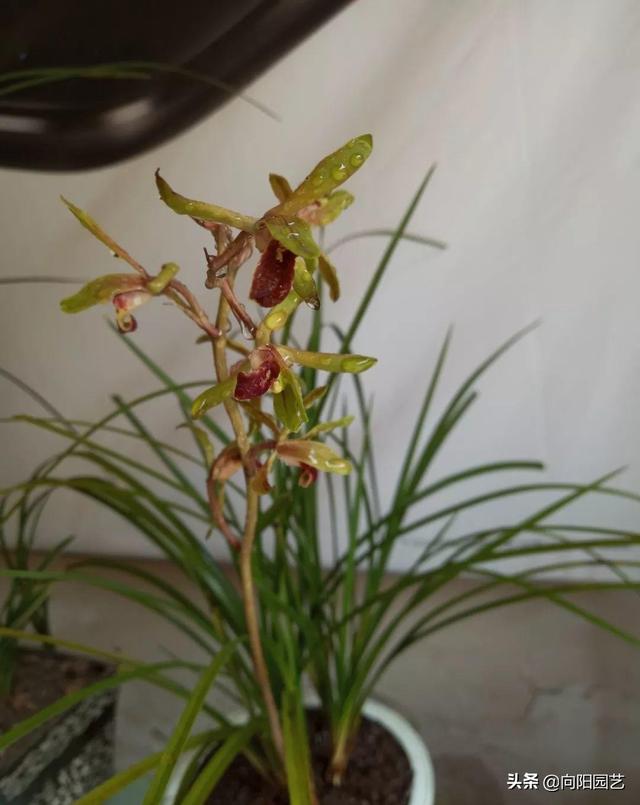 各国的国花是哪些花卉，几个国家的国花，哪个最好看