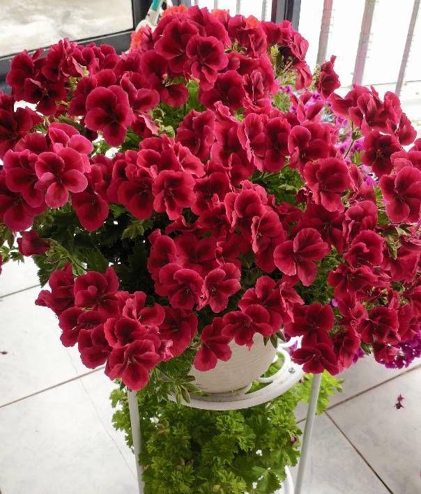 冬天开花的天竺葵如何养护，养好天竺葵做好这