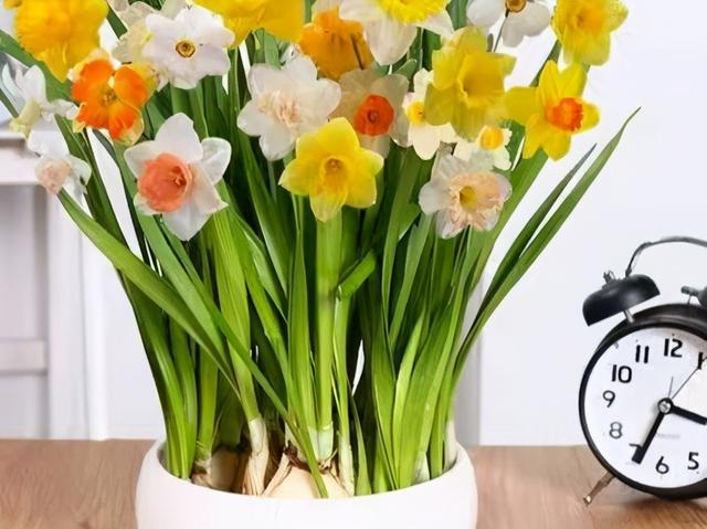 水仙花的养殖方法水培，如何养殖水培水仙花（新手也能养出漂亮的水仙花）