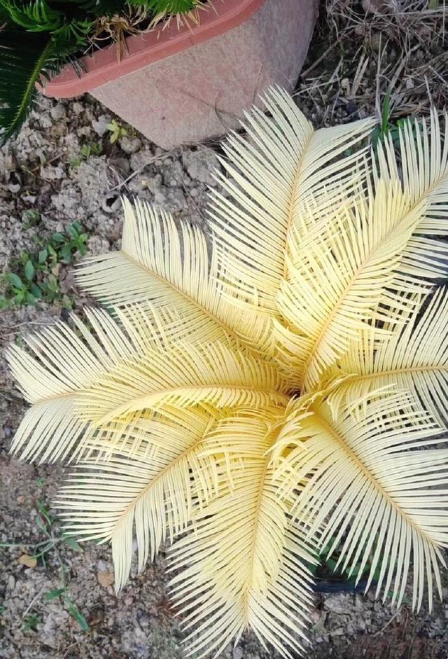 铁树叶子发黄的六个原因，铁树叶子发黄是咋回事