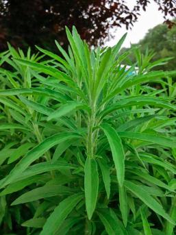 园林绿化杂草处理，园林除杂草，怎样省钱又省力