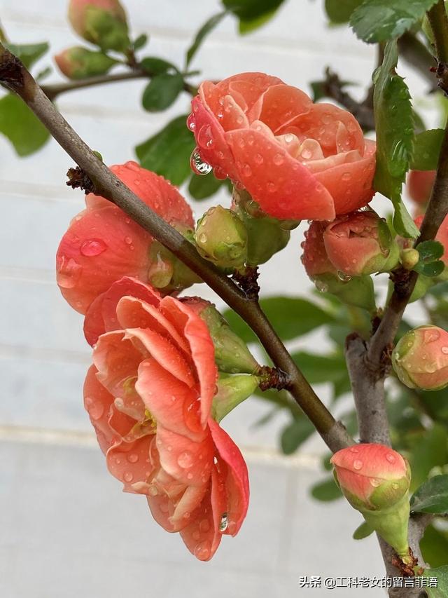 海棠哪个品种最好看，原来海棠有这么多品种