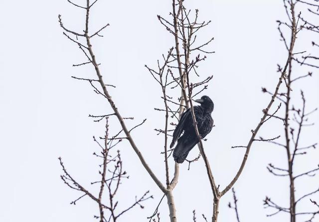 北方春季鸟类不完全图鉴，鸟类介绍（漂亮的鸟儿大合集）