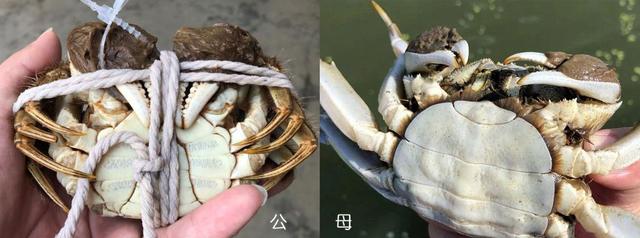 怎样挑选肉蟹质量好，老蟹农支招买蟹记住这5点