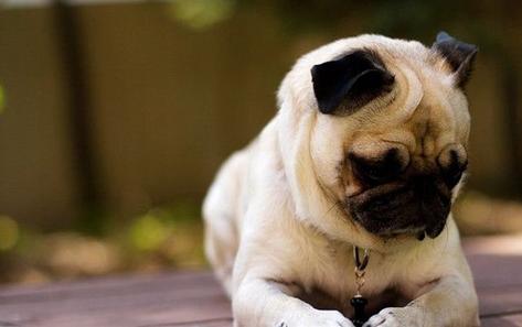 巴哥犬怎么训练，一年的巴哥犬训练方法（而是宠主没有做到这5点）