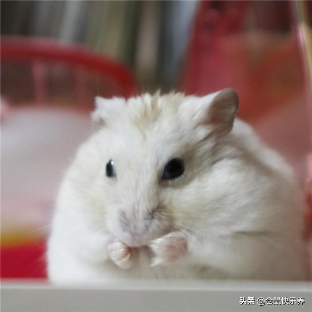 仓鼠一天吃几顿，仓鼠幼鼠一天吃几顿奶（关于养仓鼠的基本指南）