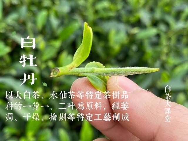 寿眉白茶怎么泡，如何冲泡白茶寿眉（图解白茶寿眉冲泡完整流程）