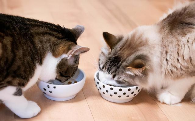 猫咪怕冷有哪些表现，猫咪一旦出现这些现象