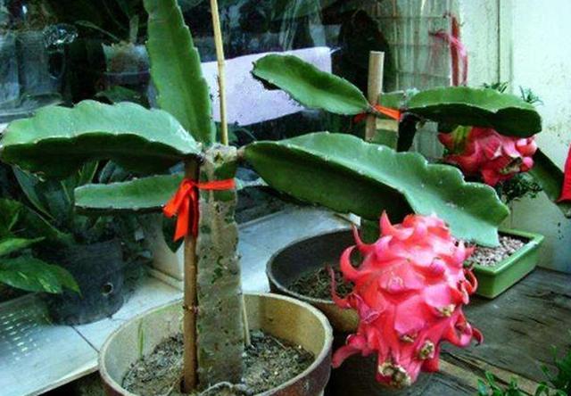 一般盆栽火龙果的种植方法图解，将火龙果枝种花盆