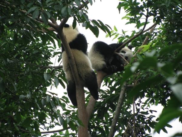 绝对是史上最萌的大熊猫，全中国最萌的大熊猫并不在四川