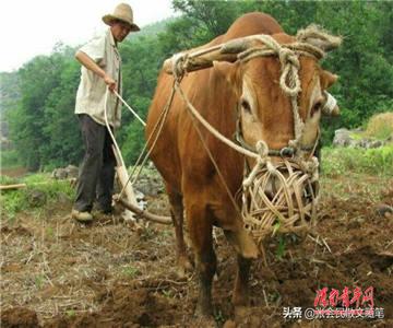 张志民颈项里套的猪链子，张会民牲口的眼罩