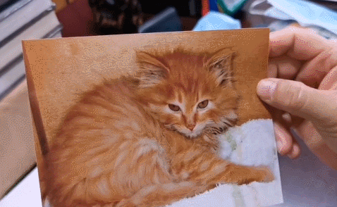 故宫最胆小御猫，我们只是惊呼是不够的