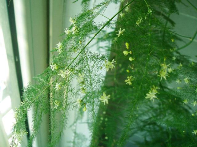 文竹为什么容易开花，撒花盆长出一片小苗子