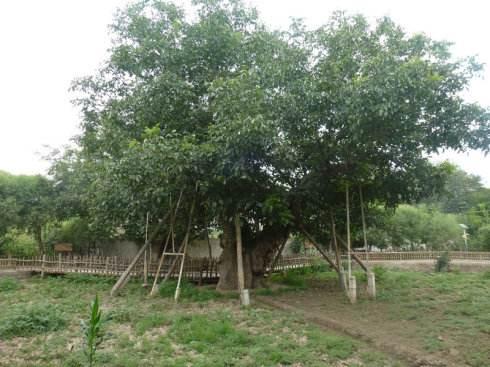 野生核桃和种植核桃有什么区别，野生核桃比家里自己种植的更有营养吗