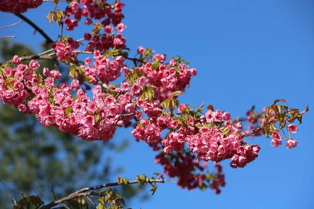 樱花盛开四季如春，冬樱花热闹开放
