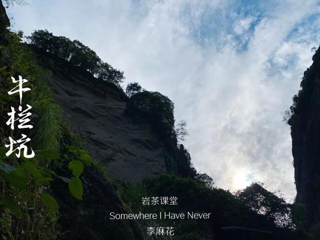 牛栏坑肉桂特点，岩茶天花板——R8牛栏坑肉桂