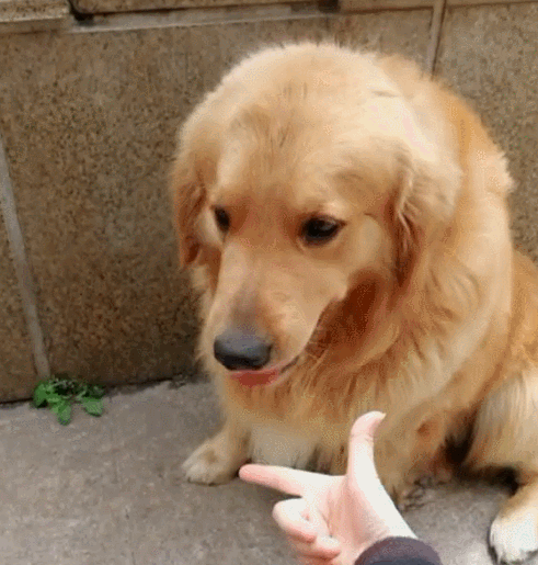 阿拉斯加犬小时候，狗一般有几个月就长成大狗了（毛茸茸的一团太可爱了吧）