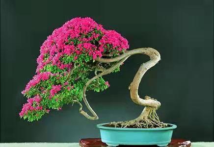 三角梅盆景造型，简易的三角梅盆景