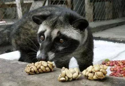 印尼顶级麝香猫咖啡，除了麝香猫咖啡