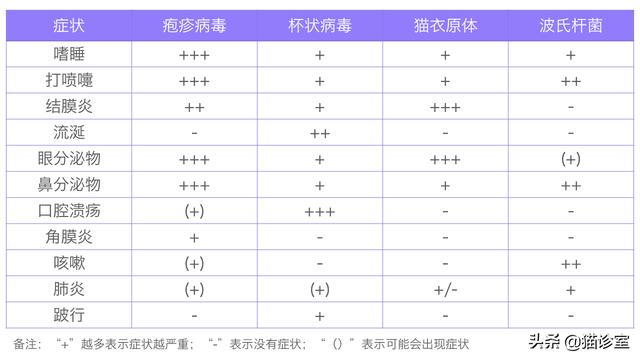 猫的杯状病毒怎么治疗，一张图看懂猫鼻支