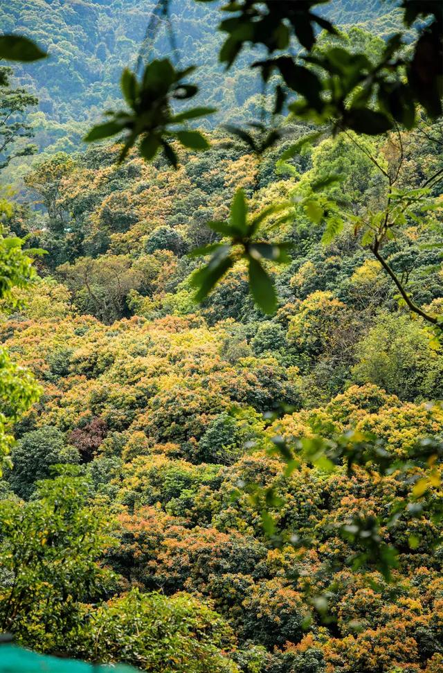 深圳十大山风景区，推荐10个非常值得一去的登山打卡点