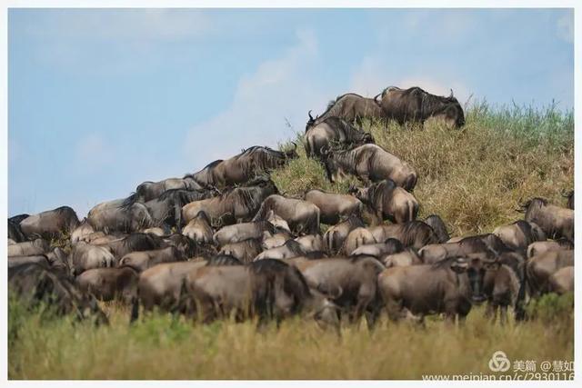 东非动物大迁徙，东非动物大迁徙的路线图（“生命的长征”东非野生动物大迁徙）
