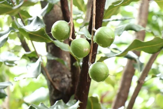 吃过云南这十种名果的人，云南十种野果吃法