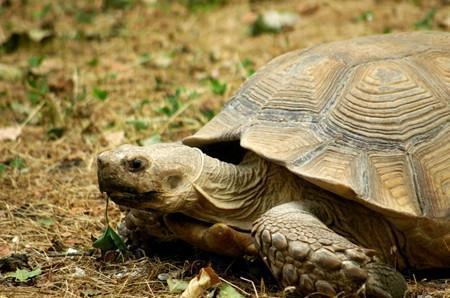 乌龟的饲养方法，小乌龟的正确饲养方法（轻轻松松可以搞定）