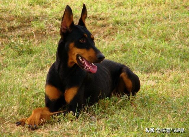 世界上最凶猛的犬，世界最凶猛十大犬种