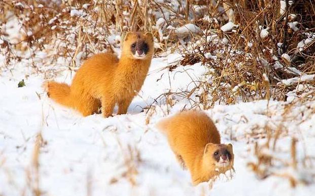 毛笔怎么挑选适合自己的，很多人都会把毛笔选错