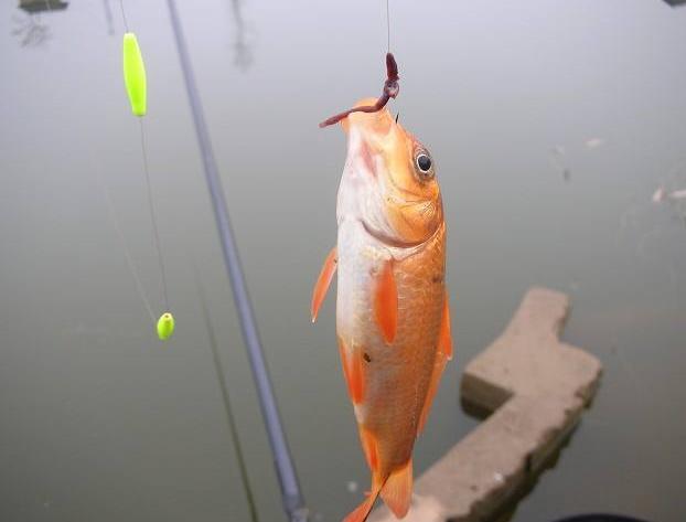 蚯蚓钓鱼的正确用法，钓友们蚯蚓你会用么