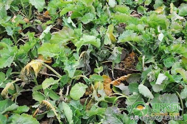 农作物叶子变黄是什么原因，农作物叶片发黄不知什么原因
