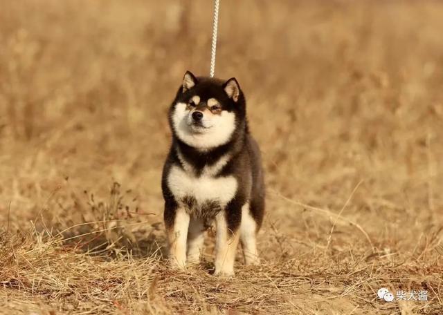 养柴犬需要注意的一些事项，养柴犬几大误区